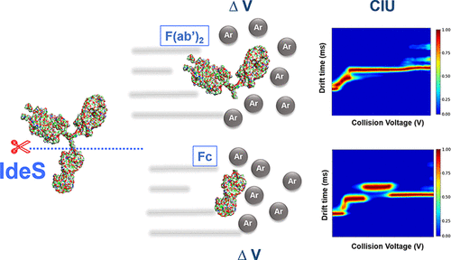 FabRICATOR and ion mobility mass spectrometry